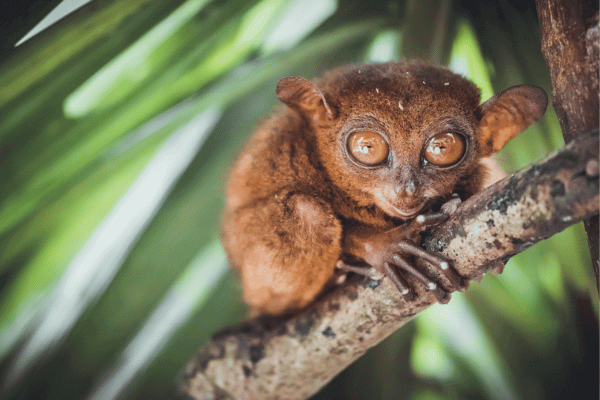 Bohol’s Natural Treasures: Chocolate Hills, Tarsiers, and Forest Escape